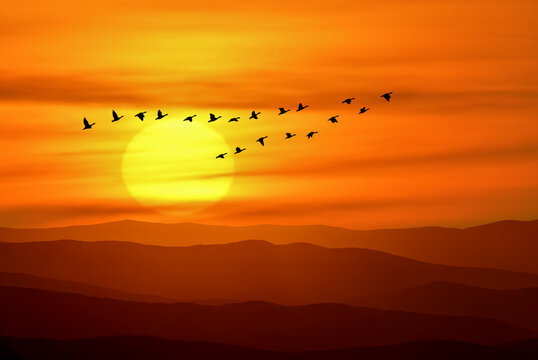 Silhouette of flock of birds gracefully soaring against the backdrop of fiery red sunset sky