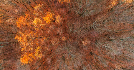 Aerial tree tops. Autumn forest. Nature scenery. Deciduous orange brown leaves in daylight wild reserve park landscape drone view.
