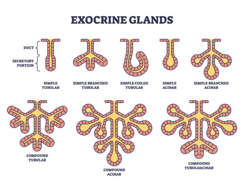 Exocrine glands structure for anatomical secrete substances outline diagram. Labeled educational scheme with duct and secretary portion microbiological parts vector illustration.Tubular and acinar.