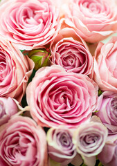 Rose flower pink beautiful macro close up