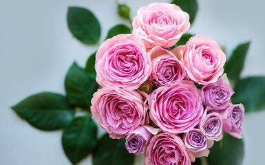 Rose flower pink beautiful macro close up