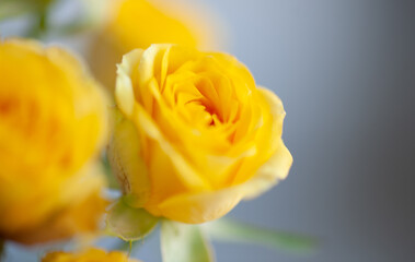 Flower roses yellow close up macro