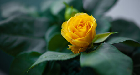 Flower roses yellow close up macro