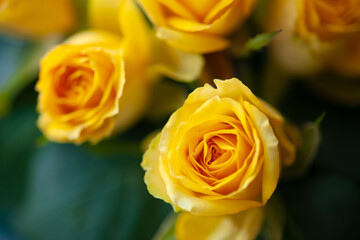 Flower roses yellow close up macro