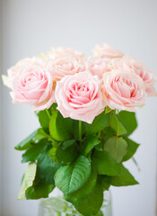 Beautiful flower rose pink pure macro close up