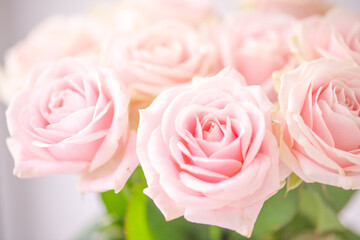 Beautiful flower rose pink pure macro close up