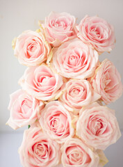 Beautiful flower rose pink pure macro close up