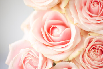 Beautiful flower rose pink pure macro close up
