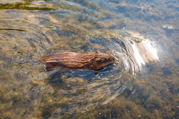 Muskrat, Ondatra zibethicuseats swiming at the surface of the lake water.