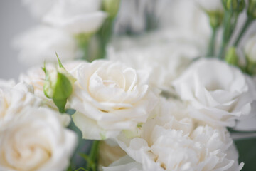Flower white macro close up beautiful flowers