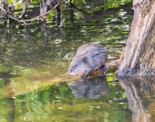 Portrait of a muskrat, ondatra zibethicus, rodent found in wetlands
