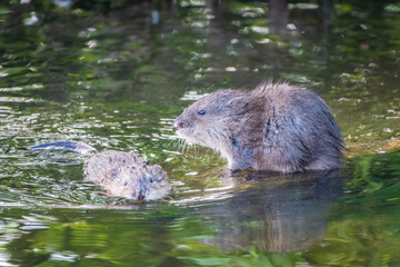 Two Wild animals, Muskrat, Ondatra zibethicuseats, eats on the river bank