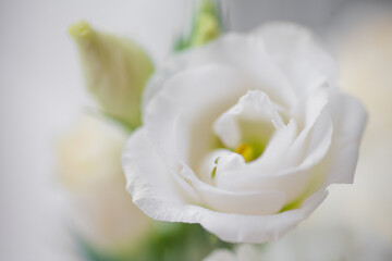 Naklejka na ściany i meble Flower white macro close up beautiful flowers