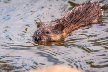 Muskrat, Ondatra zibethicuseats swiming at the surface of the lake water.