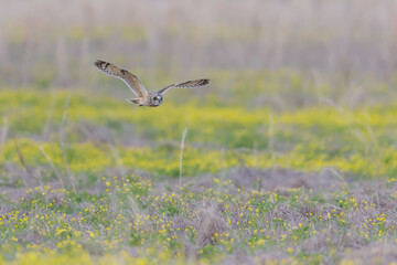 Short-eared Owl