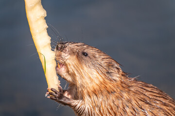 Wild animal Muskrat, Ondatra zibethicuseats, eats on the river bank