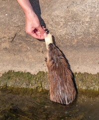 Muskrat, Ondatra zibethicuseats, eats bread from human hand.