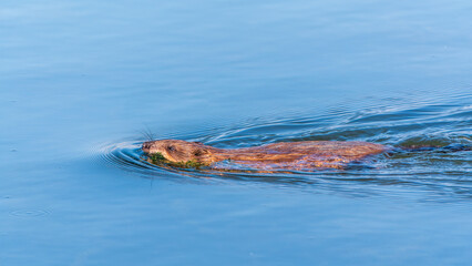 Muskrat, Ondatra zibethicuseats swiming at the surface of the lake water.