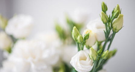 Flower white macro close up beautiful flowers
