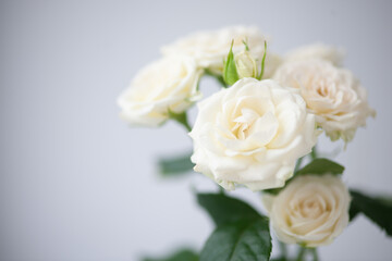 Obraz na płótnie Canvas Flower white macro close up beautiful flowers