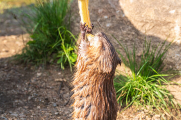 Muskrat, Ondatra zibethicuseats, eats bread from human hand.