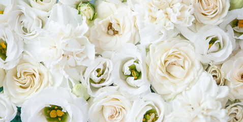 Flower white macro close up beautiful flowers