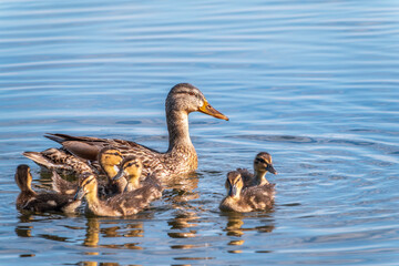 A family of ducks, a duck and its little ducklings are swimming in the water. The duck takes care of its newborn ducklings. Mallard, lat. Anas platyrhynchos