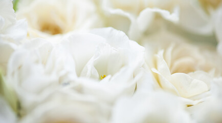 Flower white macro close up beautiful flowers