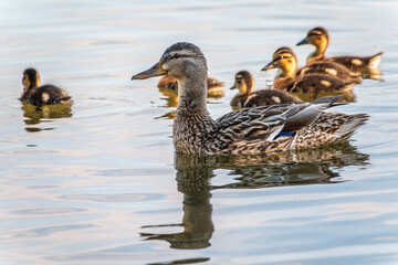 A family of ducks, a duck and its little ducklings are swimming in the water. The duck takes care of its newborn ducklings. Mallard, lat. Anas platyrhynchos