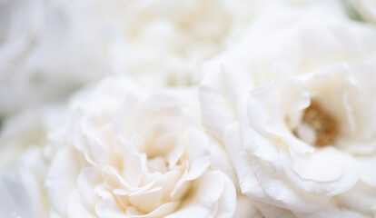 Flower white macro close up beautiful flowers