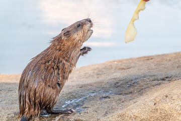 Muskrat, Ondatra zibethicuseats, eats bread from human hand.