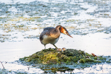 Great Crested Grebe, Podiceps cristatus, water bird sitting on the nest, nesting time on the green lake