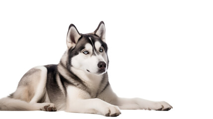 Side view, a cute husky dog sitting against transparent background. 