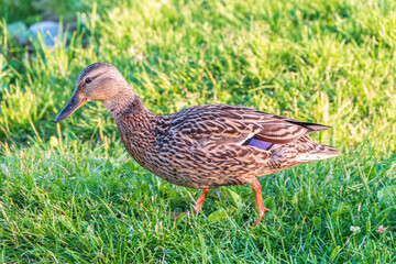 A duck female stands on its paws on the green shore of a pond.