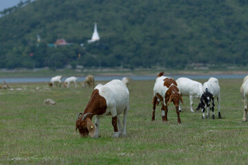 Fototapeta premium Goats eat fresh hay on ecological pasture in a meadow