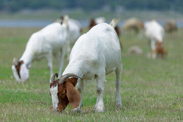 Fototapeta premium Goats eat fresh hay on ecological pasture in a meadow