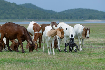 Naklejka na ściany i meble Goats eat fresh hay on ecological pasture in a meadow
