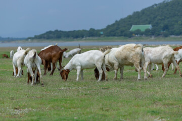 Fototapeta premium Goats eat fresh hay on ecological pasture in a meadow
