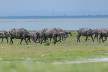 Naklejka na ściany i meble Herd of water buffaloes grazing in the grass field