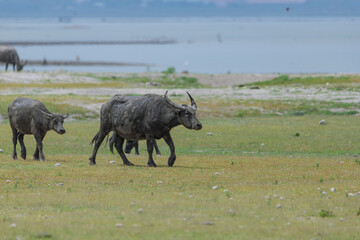 Herd of water buffaloes grazing in the grass field