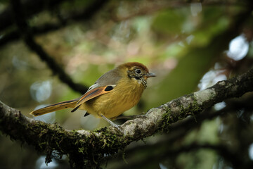 robin on a branch