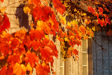建物の壁の紅葉した葉っぱ