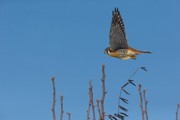 American Kestrel