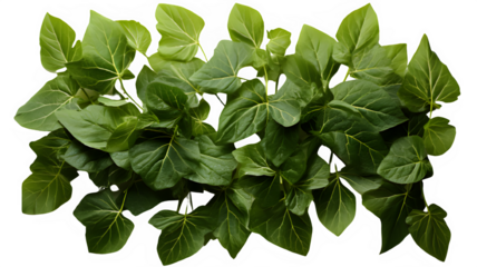 creeping green leaves isolated on white background ,generative ai