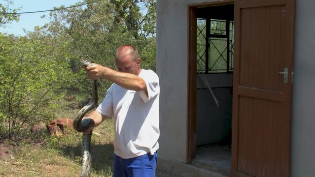 man with a shovel trying to catch and safely remove and relocate african rock python hiding in the corner of the room at a farm in Botswana
