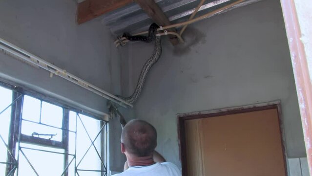 man with a shovel trying to catch and safely remove and relocate african rock python hiding in the corner of the room at a farm in Botswana