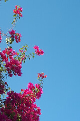 pink flowers on blue sky
