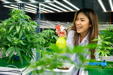female scientist using aerosol can and watering spray to cannabis plants in the greenhouse