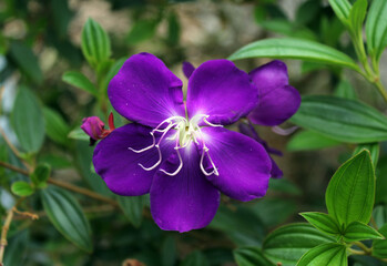 Purple Tibouchina flower on a plant in a garden