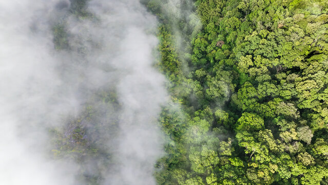 Tropical forests can absorb large amounts of carbon dioxide from the atmosphere.